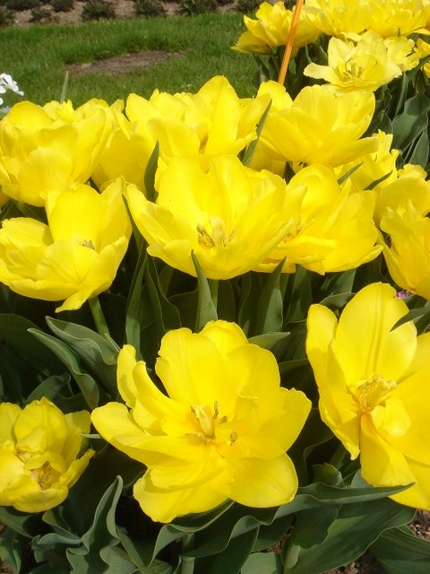 Tulipa double hative 'Monte Carlo' PB 12